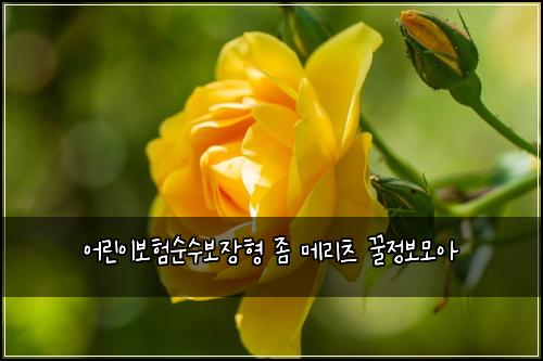 어린이보험순수보장형 좀 메리츠 꿀정보모아