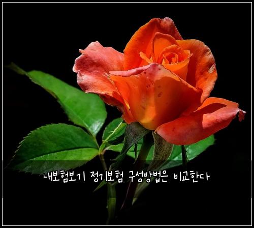 내보험보기 정기보험 구성방법은 비교한다