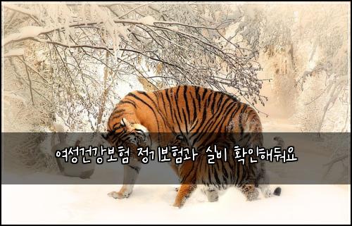 여성건강보험 정기보험과 실비 확인해둬요