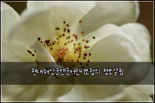 ํ๋ํด์๊ตฟ์ค๊ตฟ์ด๋ฆฐ์ด๋ณดํ์ ์ ๋ณด์ดํ