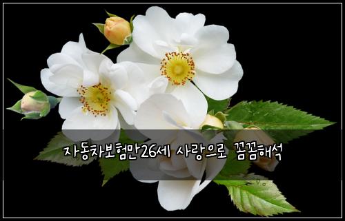 자동차보험만26세 사랑으로 꼼꼼해석