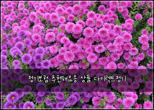 정기보험 추천해요옹  상품 다이렉트정기