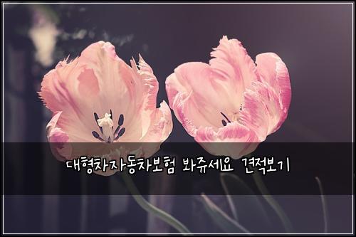 대형차자동차보험 봐쥬세요  견적보기