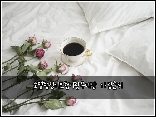 소멸형정기보험이랑무배당 가입순위