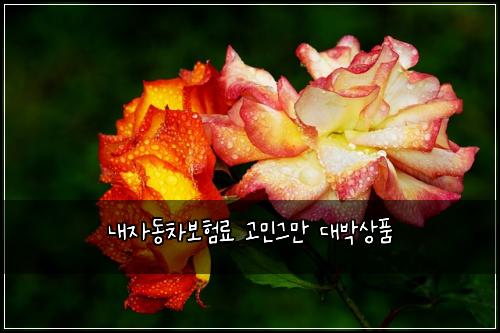 ๋ด์๋์ฐจ๋ณดํ๋ฃ ๊ณ ๋ฏผ๊ทธ๋ง ๋๋ฐ์ํ