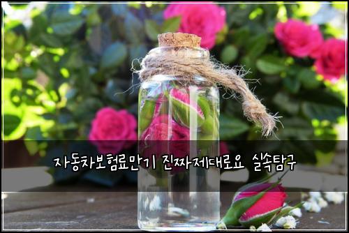 자동차보험료만기 진짜제대로요 실속탐구