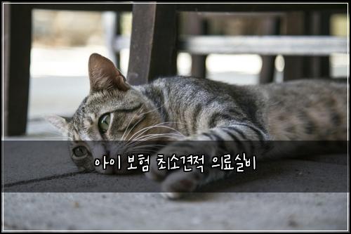 아이 보험 최소견적  의료실비