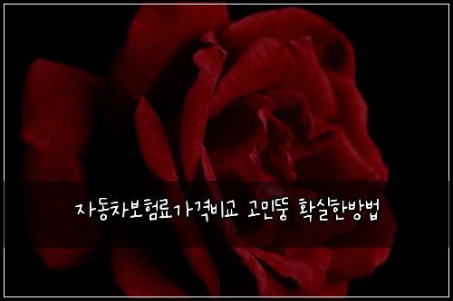 자동차보험료가격비교 고민뚱 확실한방법