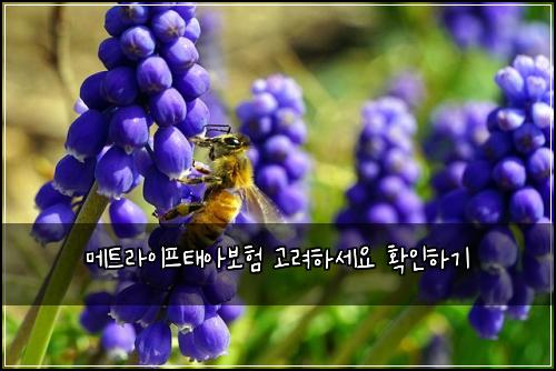 메트라이프태아보험 고려하세요  확인하기