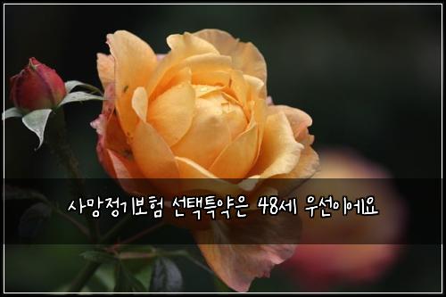 사망정기보험 선택특약은  48세 우선이에요