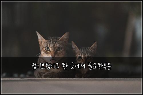 정기보험비교 한 곳에서 필요한부분