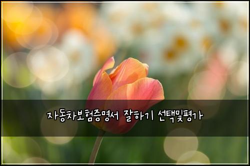 자동차보험증명서 잘하기 선택및평가
