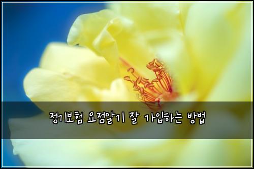 정기보험 요점알기  잘 가입하는 방법