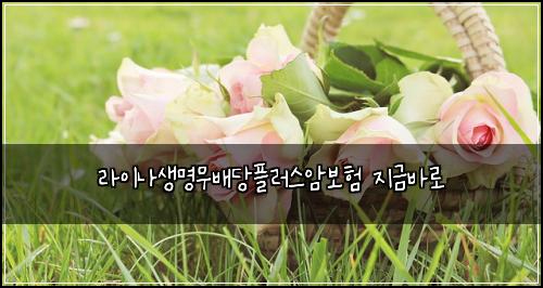 라이나생명무배당플러스암보험 지금바로 