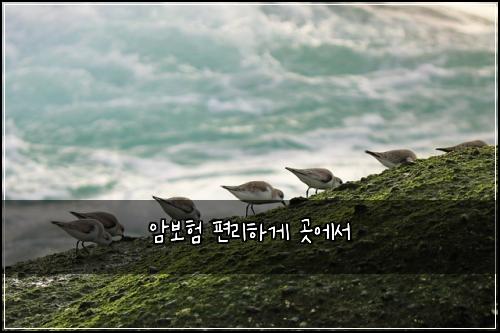 암보험 편리하게  곳에서