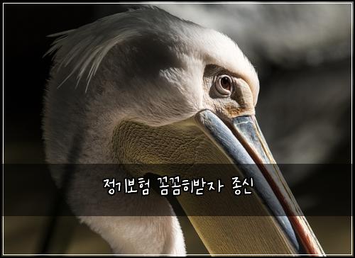 정기보험 꼼꼼히받자  종신