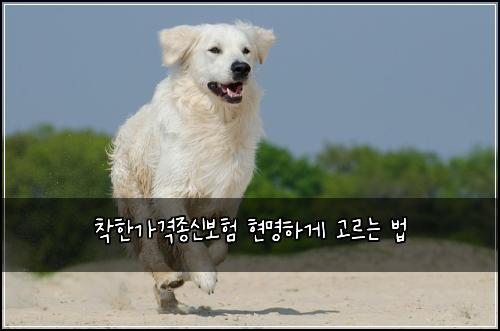 착한가격종신보험 현명하게 고르는 법