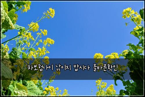 차보험나이 낚이지 맙시다 올바른확인