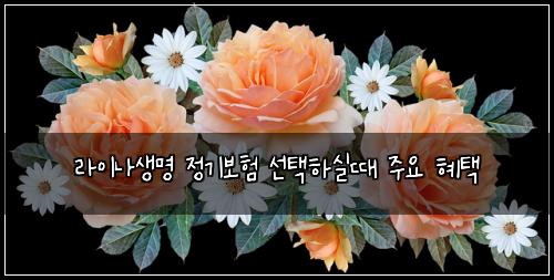 라이나생명 정기보험 선택하실때  주요 혜택