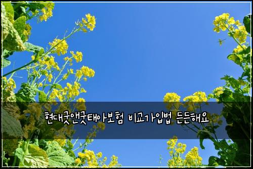 현대굿앤굿태아보험 비교가입법  든든해요