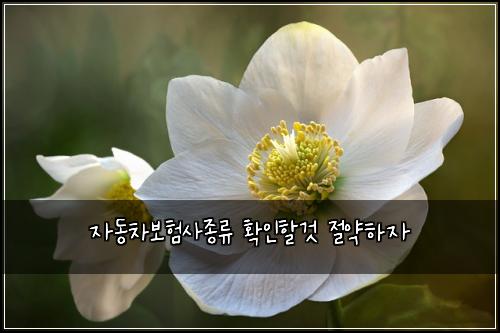 ์๋์ฐจ๋ณดํ์ฌ์ข
๋ฅ ํ์ธํ ๊ฒ ์ ์ฝํ์