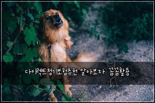 다이렉트정기보험추천 알아보자 꼼꼼활용