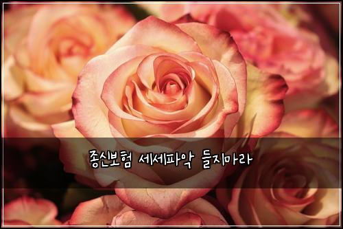 종신보험 세세파악  들지마라