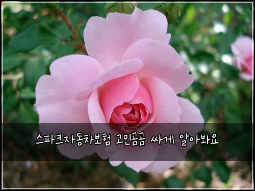 ์คํํฌ์๋์ฐจ๋ณดํ ๊ณ ๋ฏผ๊ณฐ๊ณฐ ์ธ๊ฒ ์์๋ด์