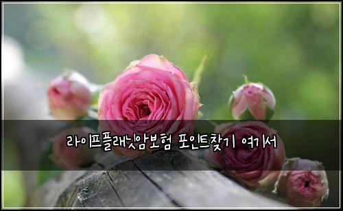 라이프플래닛암보험 포인트찾기  여기서