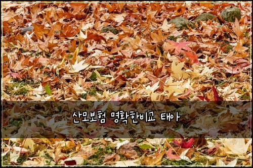 산모보험 명확한비교  태아