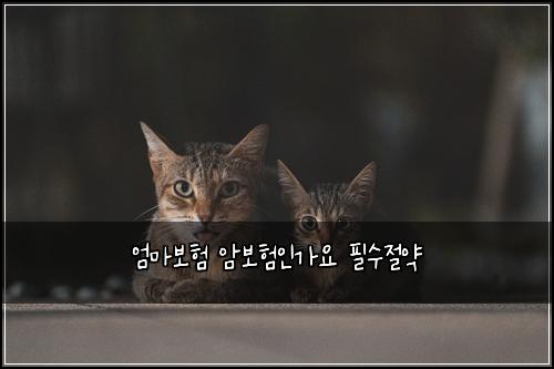 엄마보험 암보험인가요 필수절약