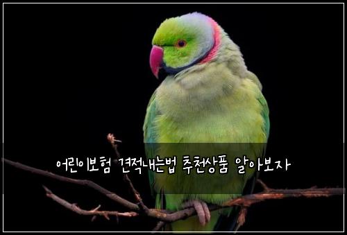 어린이보험 견적내는법  추천상품 알아보자