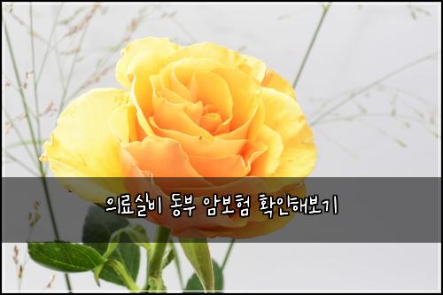 의료실비 동부 암보험 확인해보기 