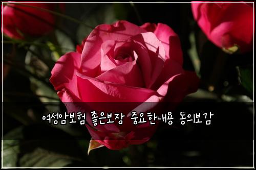 여성암보험 좋은보장  중요한내용 동의보감