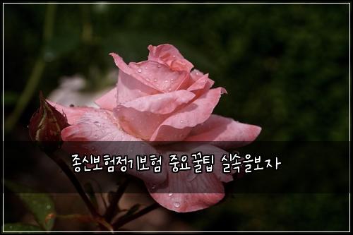 종신보험정기보험 중요꿀팁 실속을보자