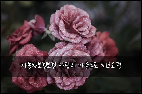 자동차보험보험 사랑의 마음으로 체크요령