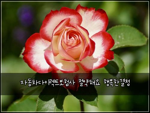 자동차다이렉트보험사 절약해요 행복한결정