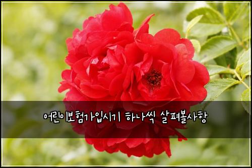 어린이보험가입시기 하나씩 살펴볼사항