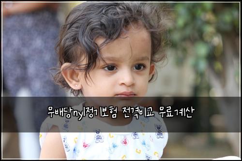 무배당nyl정기보험 전격비교  무료계산