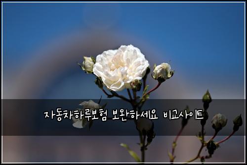자동차하루보험 보완하세요  비교사이트
