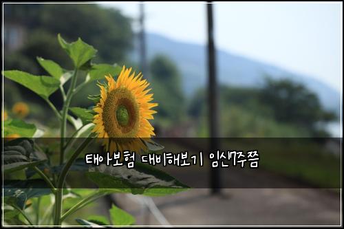 태아보험 대비해보기  임신7주쯤