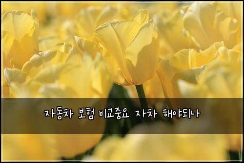 자동차 보험 비교중요  자차 해야되나