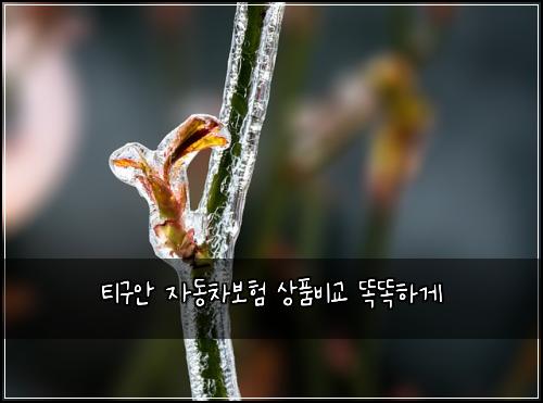 티구안 자동차보험 상품비교  똑똑하게