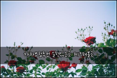 자차보험추천 실력있는곳 체크해볼곳