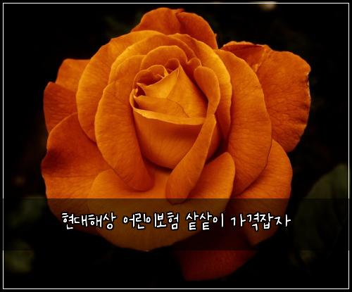 현대해상 어린이보험 샅샅이  가격잡자