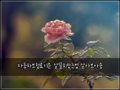 자동차보험료기준 알뜰히찾는법 알아보아용