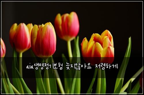 aia생명정기보험 늦지않아요  저렴하게