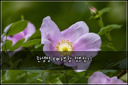 한생명 태아보험 정보찾기 
