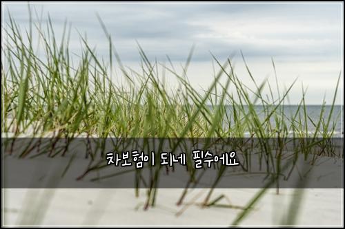 차보험이 되네 필수에요