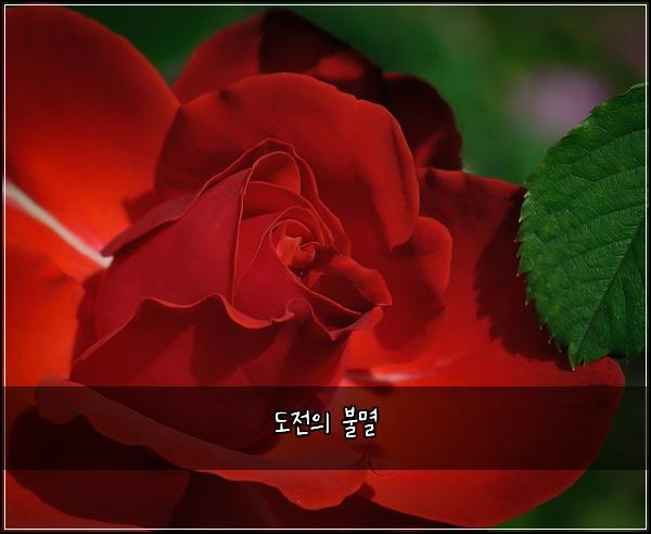 도전의 불멸